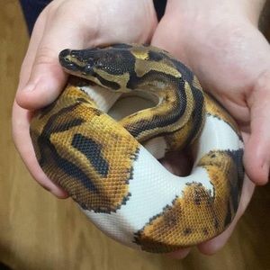 Meet your Posher, Sigourney